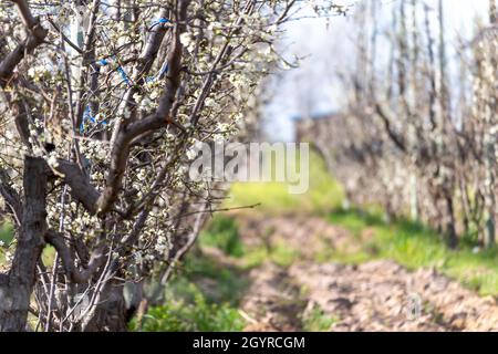 Pfirsichbäume mit weißen Blüten im Frühling Stockfoto