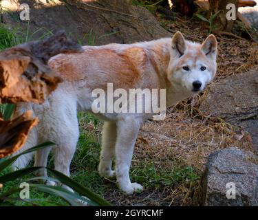 Ein Dingo wendet sich meinem Weg zu Stockfoto