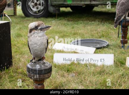 Sheringham, Norfolk, UK - SEPTEMBER 14 2019: Kookaburra Dacelo Vogel auf einem Pfosten mit Beinen in Lederriemen Stockfoto