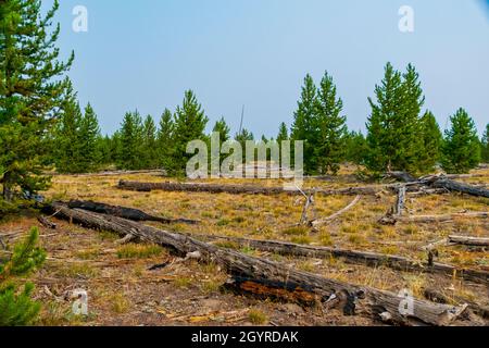 Waldbrandschäden und Regeneration des Ökosystems Stockfoto