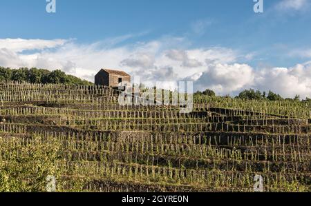 Ein Weinberg in Milo, einem Dorf an den Hängen des Ätna, Sizilien, Italien Stockfoto