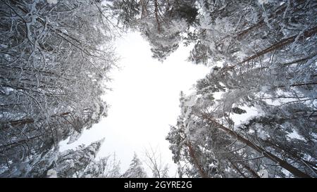 Die Gipfel der Bäume des Winterwaldes. Video in Rotation. Stockfoto