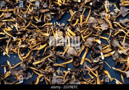 Frisch gesammelte Pilze „Cantharellus tubaeformis“ auf einem Teller Stockfoto