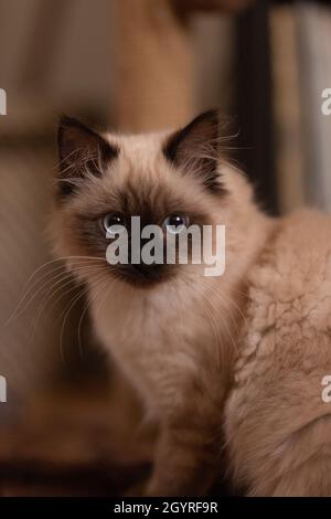 Porträt einer flauschigen Birman-Katze mit großen ausdrucksstarken Augen Stockfoto