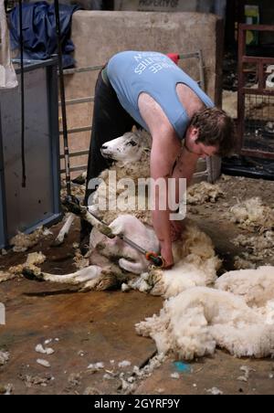 Ein männlicher Schafscherer scheren ein Schaf in einem Scherenstall auf einem Bauernhof in Herefordshire, England, Großbritannien. Er verwendet eine Maschinenschere mit einem Handstück Stockfoto