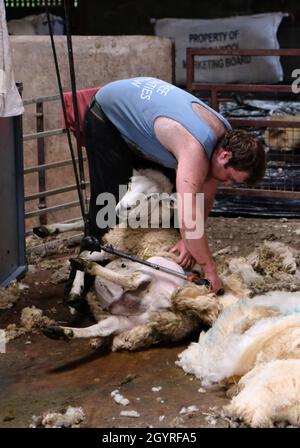 Ein männlicher Schafscherer scheren ein Schaf in einem Scherenstall auf einem Bauernhof in Herefordshire, England, Großbritannien. Er verwendet eine Maschinenschere mit einem Handstück Stockfoto