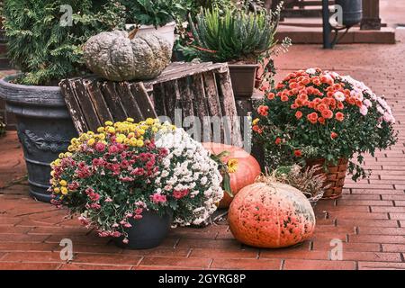 Herbst bunte Komposition mit Kürbissen und Blumensträußen von Chrysanthemen in Töpfen Stockfoto