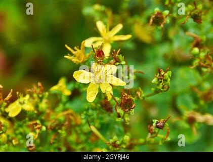 Hypericum maculatum, allgemein bekannt als imperforates Johanniskraut, Stockfoto