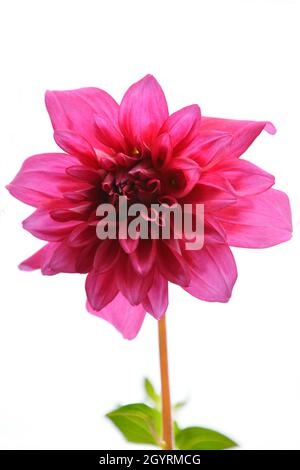 Schöne Dahlia Blume Stockfoto
