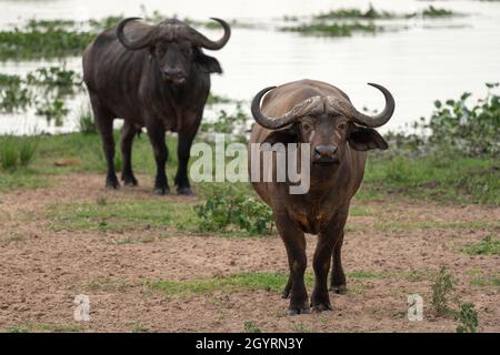 Afrikanischer Büffel (Syncerus Caffer), Murchison Falls National Park, Uganda Stockfoto