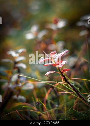 Wassertropfen auf rote Preiselbeerblätter und Grashalme. Herbstfarben. Hintergrund mit Copyspace. Stockfoto