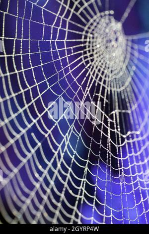Nahaufnahme eines Spinnennetzes an einem Misty Dew Morning Stockfoto