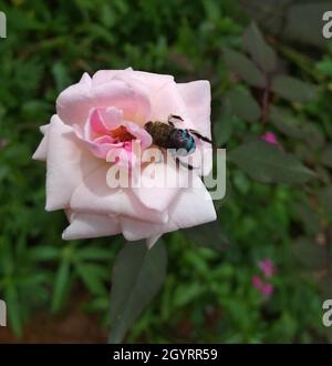 Nahaufnahme der Amegilla cingulata Biene auf der rosa Blume im Garten Stockfoto