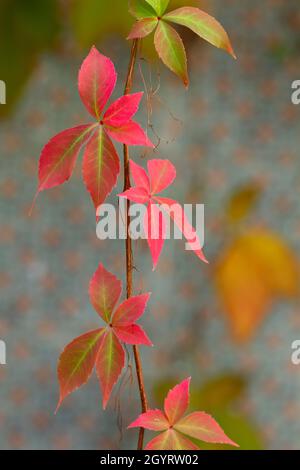Detail von Parthenocissus quinquefolia oder Virginia kriechende herbstliche rote Blätter, farbenfrohe Laubblätter aus nächster Nähe Stockfoto