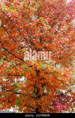Quercus palustris Nadeleiche typisch herbstliches buntes Laub Stockfoto