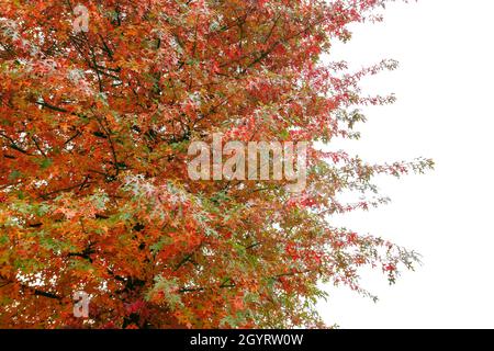 Quercus palustris Nadeleiche typisch herbstliches buntes Laub Stockfoto