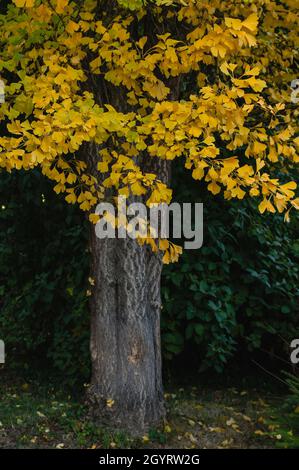 Ginkgo biloba bekannt als Maidenhair Baum mit gelbem Laub im Herbst Stockfoto