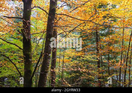 Fagus sylvatica Buche herbstlich gefärbtes Laub Stockfoto