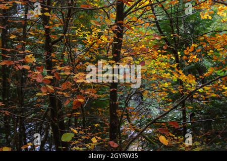 Fagus sylvatica Buche herbstlich gefärbtes Laub Stockfoto