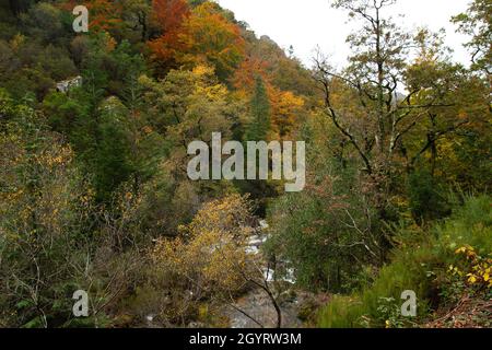 Herbstlicher Mata da Albergaria, gemäßigter Laub- und Mischwald im Peneda-Gerês-Nationalpark, Portugal Stockfoto