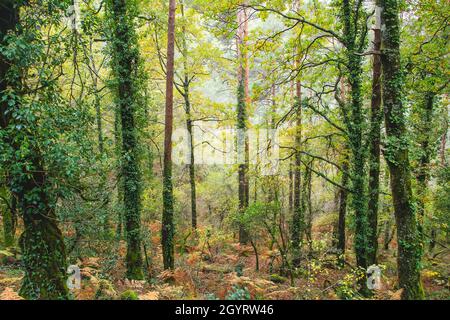 Herbstlicher Mata da Albergaria, gemäßigter Laub- und Mischwald im Peneda-Gerês-Nationalpark, Portugal Stockfoto