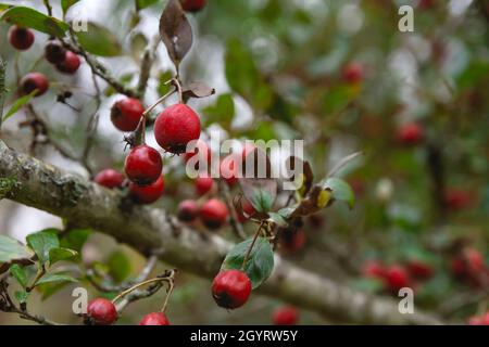 Crataegus crus-galli, die cockspur Weißdorn roten Pomes Stockfoto
