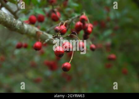 Crataegus crus-galli, die cockspur Weißdorn roten Pomes Stockfoto