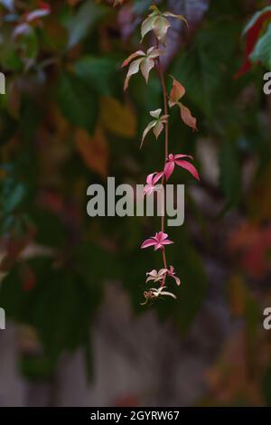 Detail von fünfblättrigen Efeu woodbine herbstlich gefärbten Blättern Stockfoto