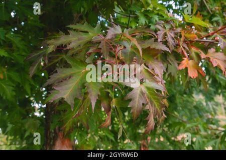 Acer saccharinum Silber Ahorn Herbstlaub Stockfoto