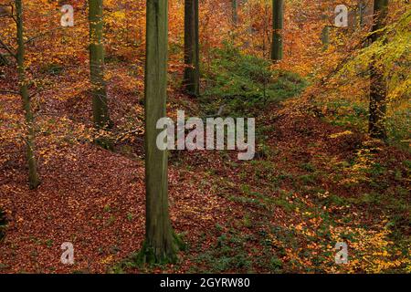 Der alte Buchenwald (Fagus sylvatica) im Herbst Stockfoto