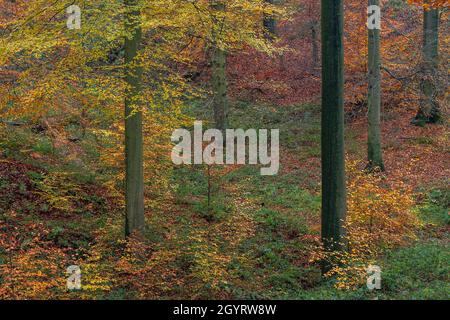 Der alte Buchenwald (Fagus sylvatica) mit buntem Laub im Herbst Stockfoto