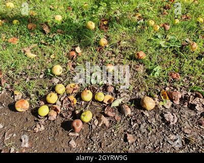 Faule Krabbenäpfel Hintergrund in einem Haufen verrotten und verfaulen auf dem Boden während des Herbstes, Stock Foto Bild Stockfoto