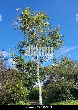 Betula Pendula Roth Baum mit blauem Himmel, der wegen seiner weißen Rinde allgemein als Silberbirke bekannt ist, Stock-Foto-Bild Stockfoto