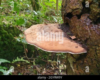 Bracket Pilz Pilz wächst aus einem verfallenden Baumstamm, Stock Foto Bild Stockfoto