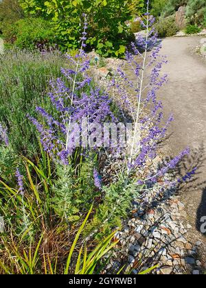 Perovskia 'Blue Spire' eine im Spätsommer blühende Pflanze mit einer blau-violetten Sommerblüte im Juli und August und allgemein bekannt als Russian Sage, Stock Stockfoto