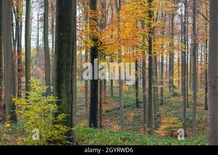 Der alte Buchenwald (Fagus sylvatica) mit buntem Laub im Herbst Stockfoto