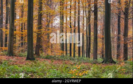 Der alte Buchenwald (Fagus sylvatica) im Herbst Stockfoto