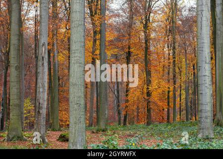 Der alte Buchenwald (Fagus sylvatica) im Herbst Stockfoto