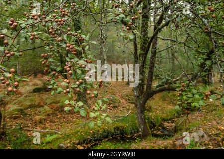 Pyrus cordata bekannt als Plymouth Birne wilden Baum mit Früchten Stockfoto