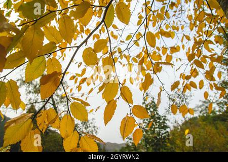 Europäischer Hainbuche (Carpinus betulus) Laubbaum gelb gefärbtes Herbstlaub Stockfoto