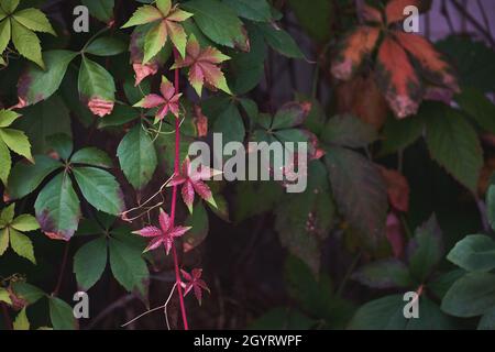 Parthenocissus quinquefolia Weinrebe Herbstliches buntes Laub Stockfoto