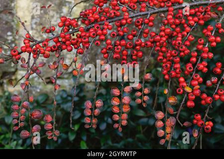 Cotoneaster horizontalis oder Wand Cotoneaster rote Beeren Stockfoto