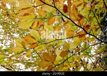 Fagus sylvatica Buche herbstlich gefärbtes Laub Stockfoto