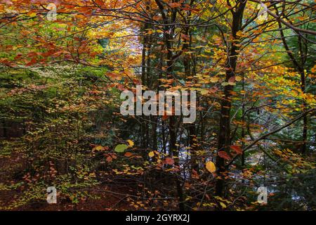 Fagus sylvatica Buche herbstlich gefärbtes Laub Stockfoto