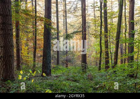 Mischwald im Herbst mit Laub- und immergrünen Bäumen Stockfoto