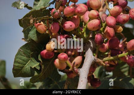 Pistacia Vera oder Pistazien rot reifen Nüsse Haufen Stockfoto