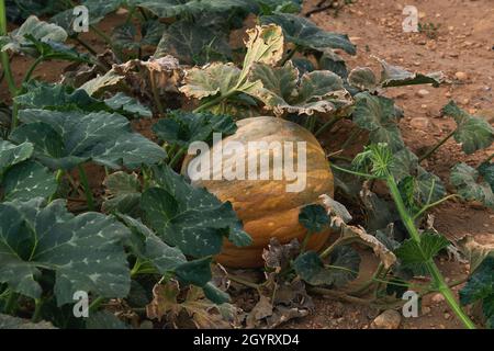 Oranger Kürbis wächst im Küchengarten Stockfoto
