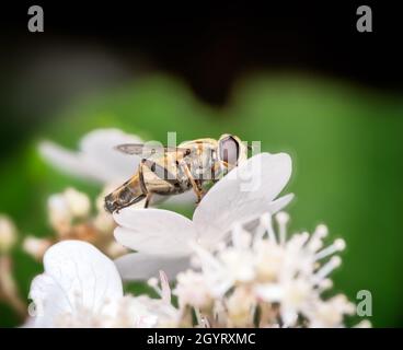 Makro einer Schwebefliege auf einer weißen Blüte Stockfoto