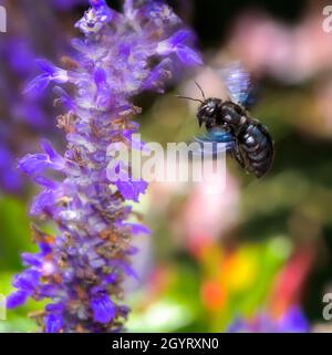 Makro einer fliegenden violetten Zimmermannsbiene (Xylocopa violacea), die Nektar auf einer Salbeiblüte sammelt Stockfoto