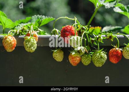 Eingetopfte Erdbeerpflanze Fragaria × ananassa auf einem Topf mit wachsenden roten und grünen Früchten Stockfoto